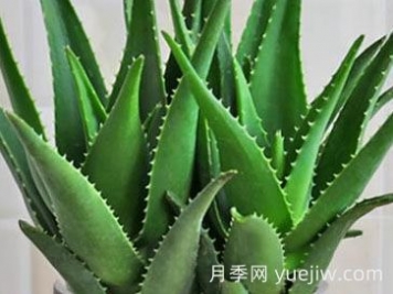 ?；⑻m蘆薈的養(yǎng)殖方法和注意事項
