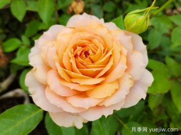 非常具有生命力的4種花，月季連續(xù)開花300天