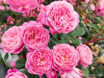 月季花的栽培與養(yǎng)護(hù)技術(shù)研究