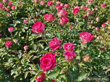花卉種植的常見問題有哪些？應(yīng)如何解決？