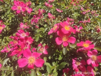 48種宿根花卉，你認識幾種？