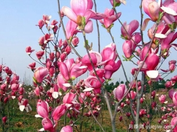 玉蘭花開，春色自來