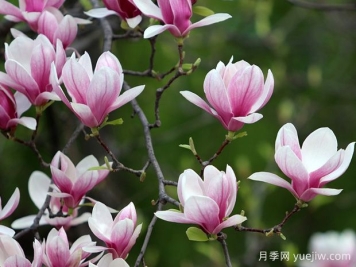 南陽望春玉蘭養(yǎng)護(hù)秘籍