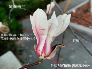 八種玉蘭識(shí)別與圖鑒