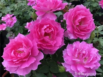 10個四季開花的花卉是哪些？
