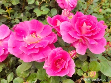 美艷長(zhǎng)新的月季花科普