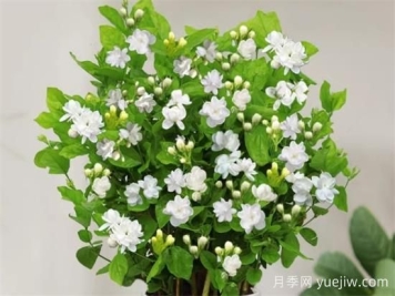 茉莉花的優(yōu)點(diǎn)和缺點(diǎn)