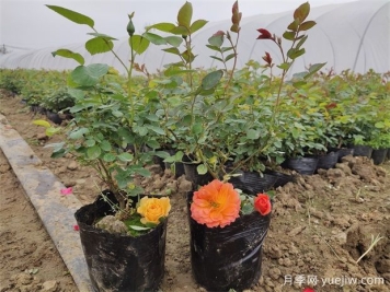 換盆有技巧，五種花卉換盆需謹(jǐn)慎