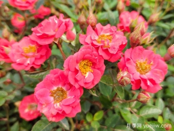 三月驚蟄后盆栽月季花卉的養(yǎng)護(hù)管理注意事項(xiàng)