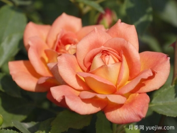 春天扦插3種花成活率高，尤其是月季
