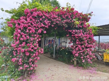 11種美麗的爬藤花卉，抓住春天的美景