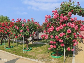 南陽中國月季園：五一賞花好去處 千畝月季花開正艷
