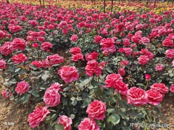 月季一年開花次數？月季花期時間？
