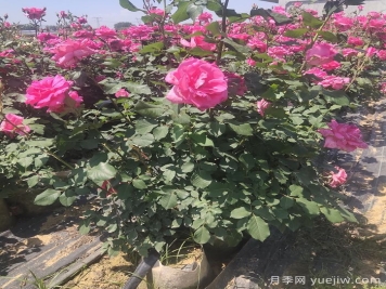 園林觀花、觀葉、觀干植物的整形修剪