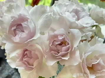 月季推薦，莎菲天使月季