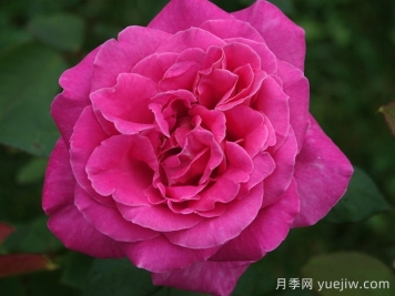 月季推薦，淑女月季