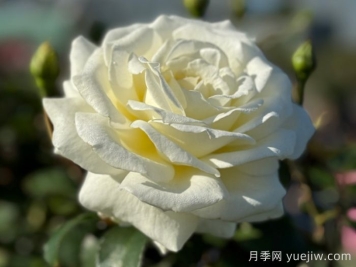 月季推薦，銀婚慶典月季