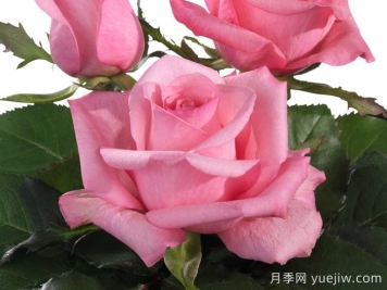 月季推薦，可愛慶典月季