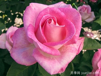 月季推薦，粉色慶典月季