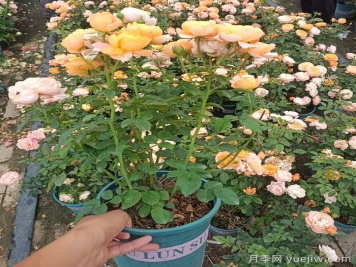 讓月季花開爆盆的4個小技巧