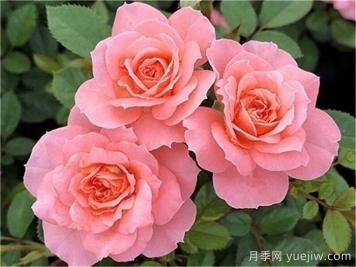 月季推薦，三文魚(yú)陽(yáng)臺(tái)月季