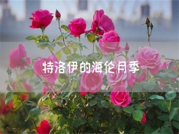 特洛伊的海倫月季