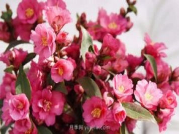 茶花養(yǎng)護就這么做，開花大又艷