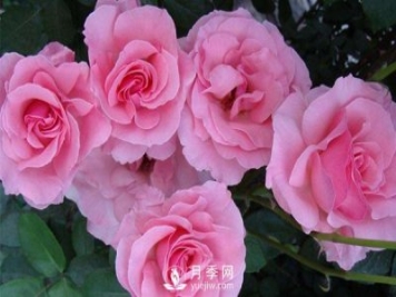 溫室月季小苗種植需要注意哪些事項？