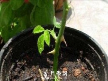冬季扦插月季花，還能活嗎？