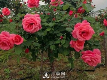 月季花扦插生根慢？月季網(wǎng)教你快速生根法！