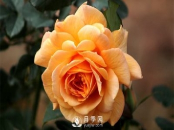 盆栽月季樹(shù)插穗、新栽苗、生長(zhǎng)期如何修剪？