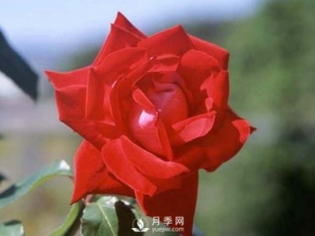 月季的硬枝扦插和管理方法很重要的，直接月季繁育