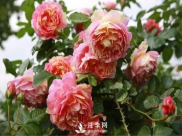 月季該如何栽培管理，養(yǎng)殖方法又是什么呢？