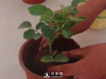 盆栽種植樹(shù)狀月季要怎樣選擇花盆和盆土？