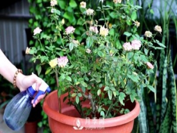 沙質(zhì)或礫質(zhì)壤土能不能栽培南陽(yáng)月季？