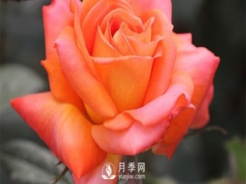 月季的播種育苗需要準(zhǔn)備哪些內(nèi)容？