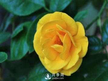 怎樣能使南陽(yáng)盆栽月季花期長(zhǎng)、開(kāi)大花？