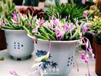走進(jìn)鄭州市陳砦花卉交易市場感受花樣年味