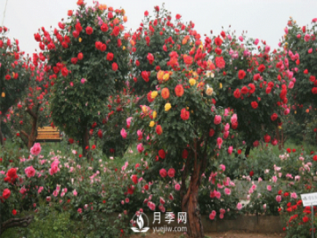 怎樣有效的防治園林月季樹黑斑病害？