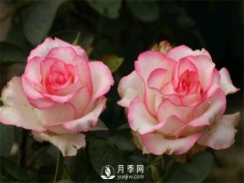月季栽培月歷，南陽(yáng)月季園4月的養(yǎng)護(hù)工作
