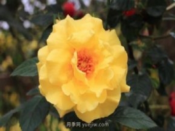 月季花修剪及施肥時(shí)間和方法