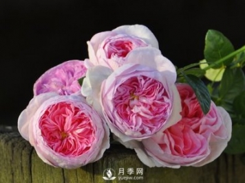 月季、薔薇開花還“結(jié)果”，微型月季盆栽放陽臺，1年開花300天