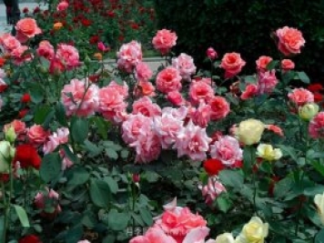 7月養(yǎng)這6種花卉，長得快花量大適合新手