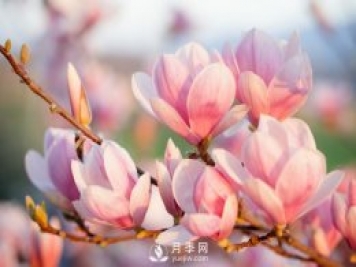 庭院種植玉蘭，解決4個問題香滿庭院