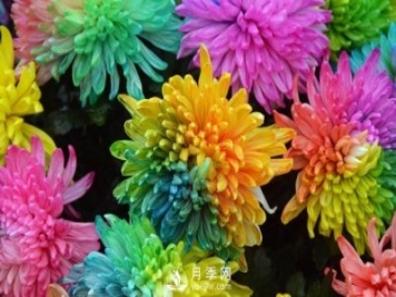 新品推薦彩虹菊，色彩鮮艷，如何養(yǎng)護(hù)繁殖