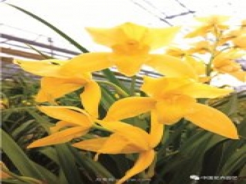 雜交蘭家庭養(yǎng)護(hù)“九字訣”