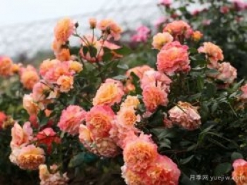 養(yǎng)盆栽月季想多開花，除了土壤選對，施肥也很重要