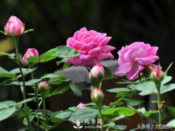 月季花扦插種植就是簡單，明年滿盆開花就靠它了