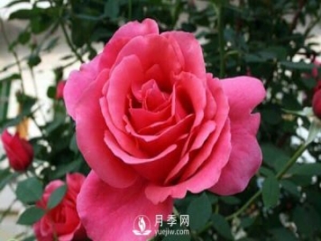 樹(shù)狀月季花的盆栽養(yǎng)殖方法