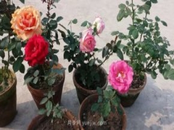 盆栽月季度夏養(yǎng)護(hù)手冊，病蟲害防治和促花技巧
